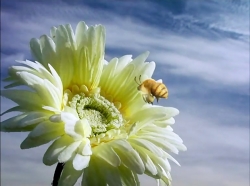 خیلی خیلی کوچک (1) (زنبور شب گردی می کند)